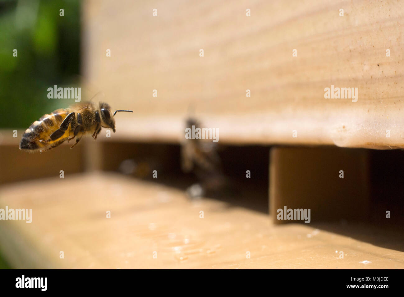 Apiculture : les abeilles à l'entrée d'une ruche. Les abeilles butineuses de revenir à la ruche Banque D'Images