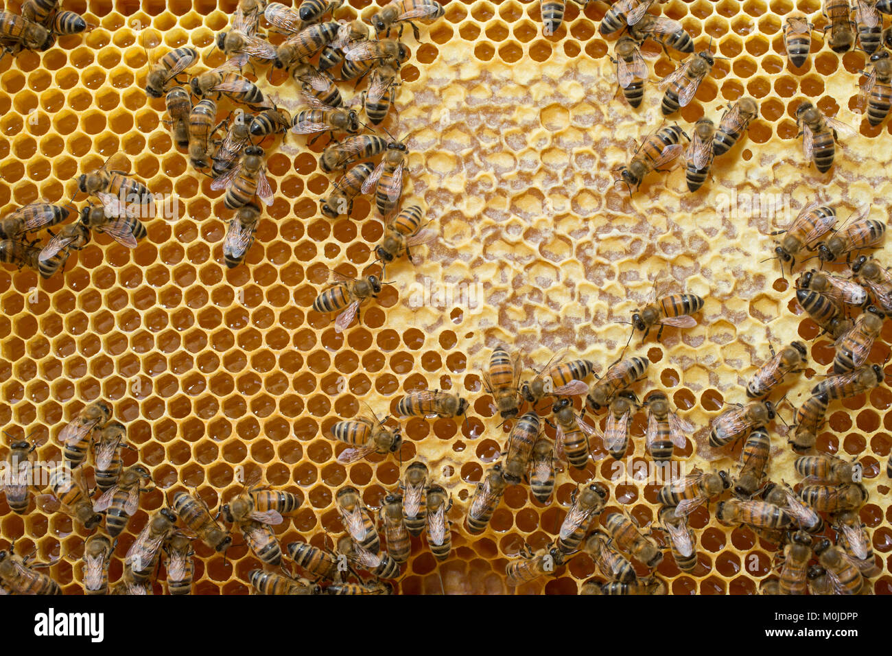 Apiculture : abeilles sur un cadre de la ruche. Alvéole pleine de miel, le bouchage des cellules Banque D'Images