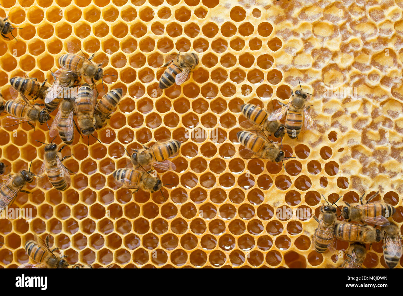 Apiculture : abeilles sur un cadre de la ruche. Alvéole pleine de miel, le bouchage des cellules Banque D'Images