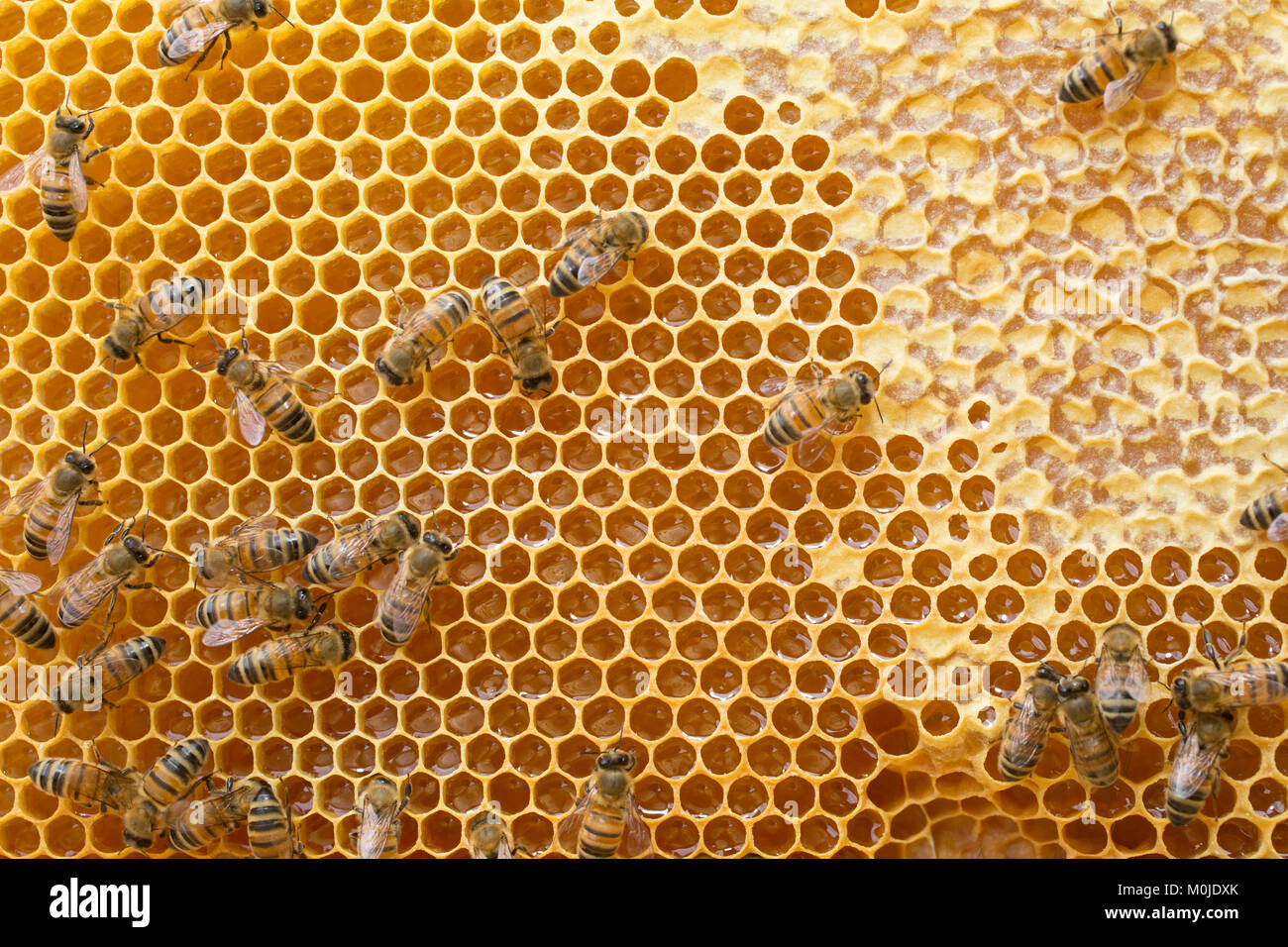 Apiculture : abeilles sur un cadre de la ruche. Alvéole pleine de miel, le bouchage des cellules Banque D'Images