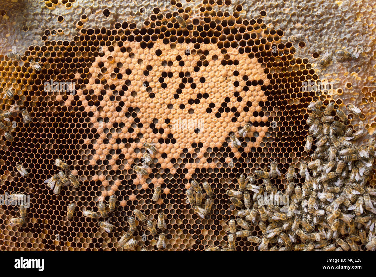 Apiculture : abeilles sur un peigne de la couvée. Le couvain à long terme est utilisé pour désigner l'embryon ou de l'oeuf, la larve et la nymphe stades de la vie d'holometabolous dans Banque D'Images