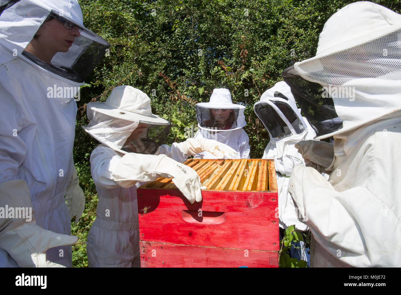 Apiculteur Apiculture : ouverture d'une ruche pour montrer le couvain pour enfants Banque D'Images