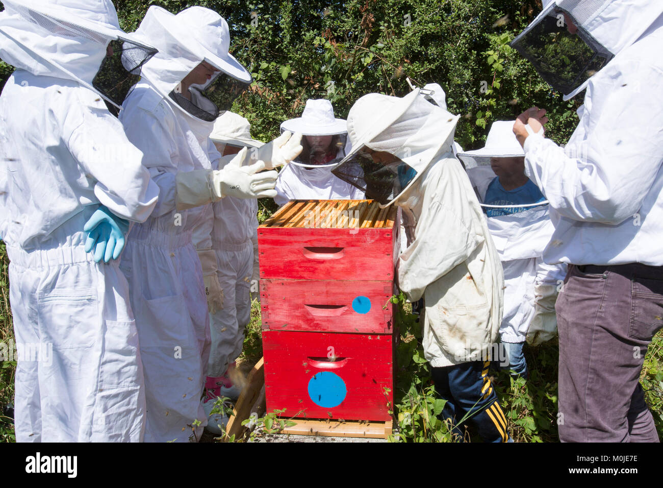 Apiculteur Apiculture : ouverture d'une ruche pour montrer le couvain pour enfants Banque D'Images