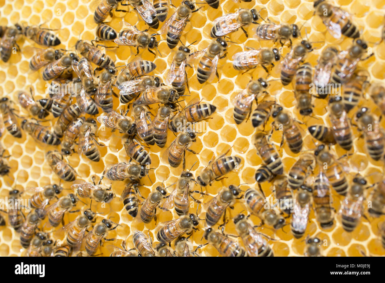 Apiculture : abeilles sur un cadre de la ruche. Collecte d'abeilles nectar sur un cadre de la ruche et les abeilles alvéole : Banque D'Images