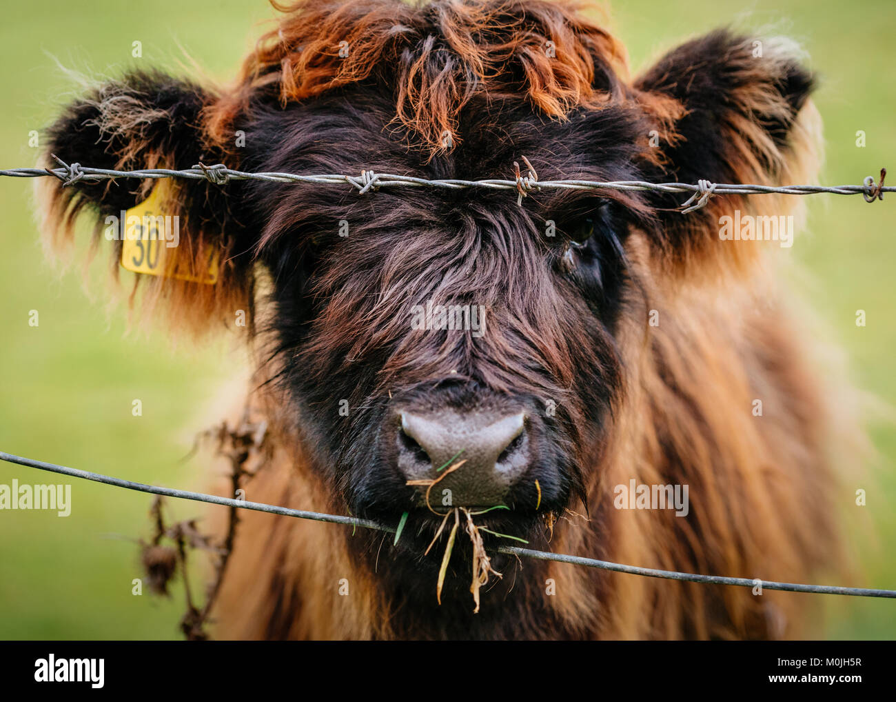 Mignon Bebe Vache Highland Manger Photo Stock Alamy