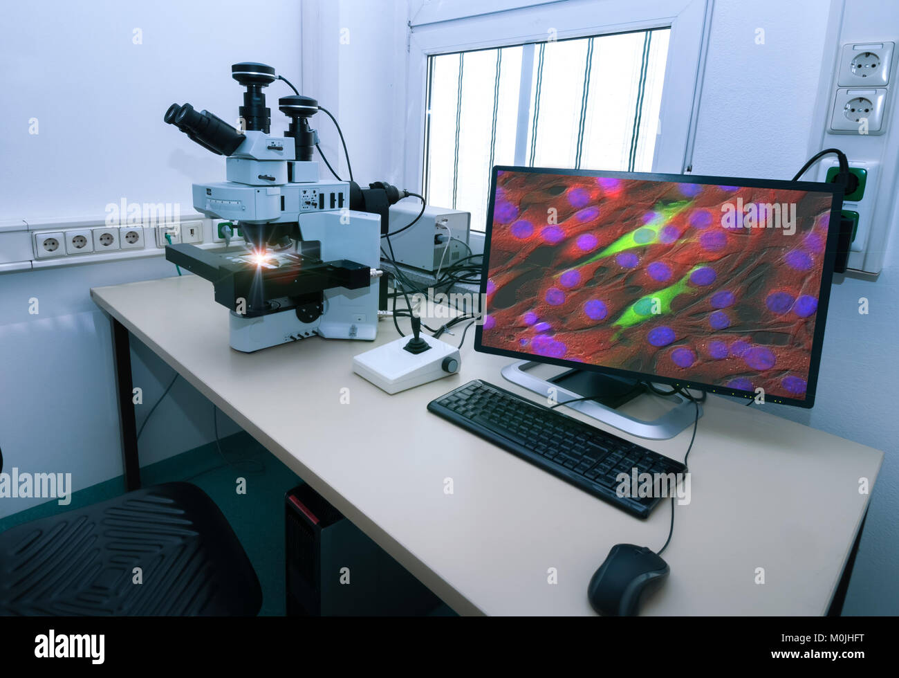 Microscope moderne station avec des cellules cultivées sur le moniteur Banque D'Images
