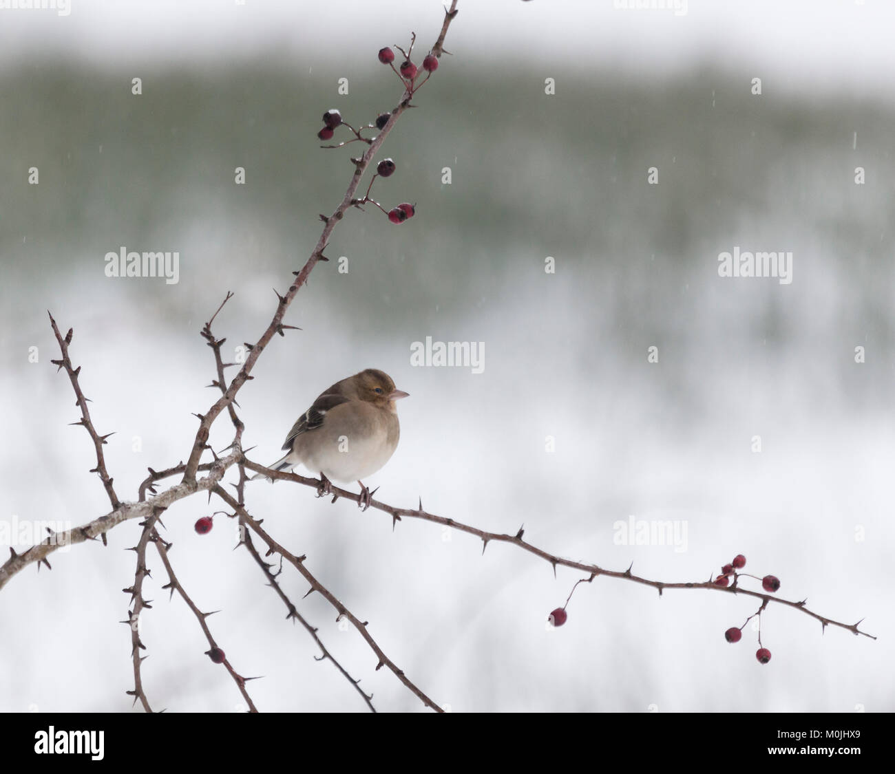 Une femme, Fringilla coelebs Chaffinch commun, perché sur un arbre d'aubépine dans un show douche à Lochwinnoch réserve RSPB, Ecosse, Royaume-Uni. Banque D'Images