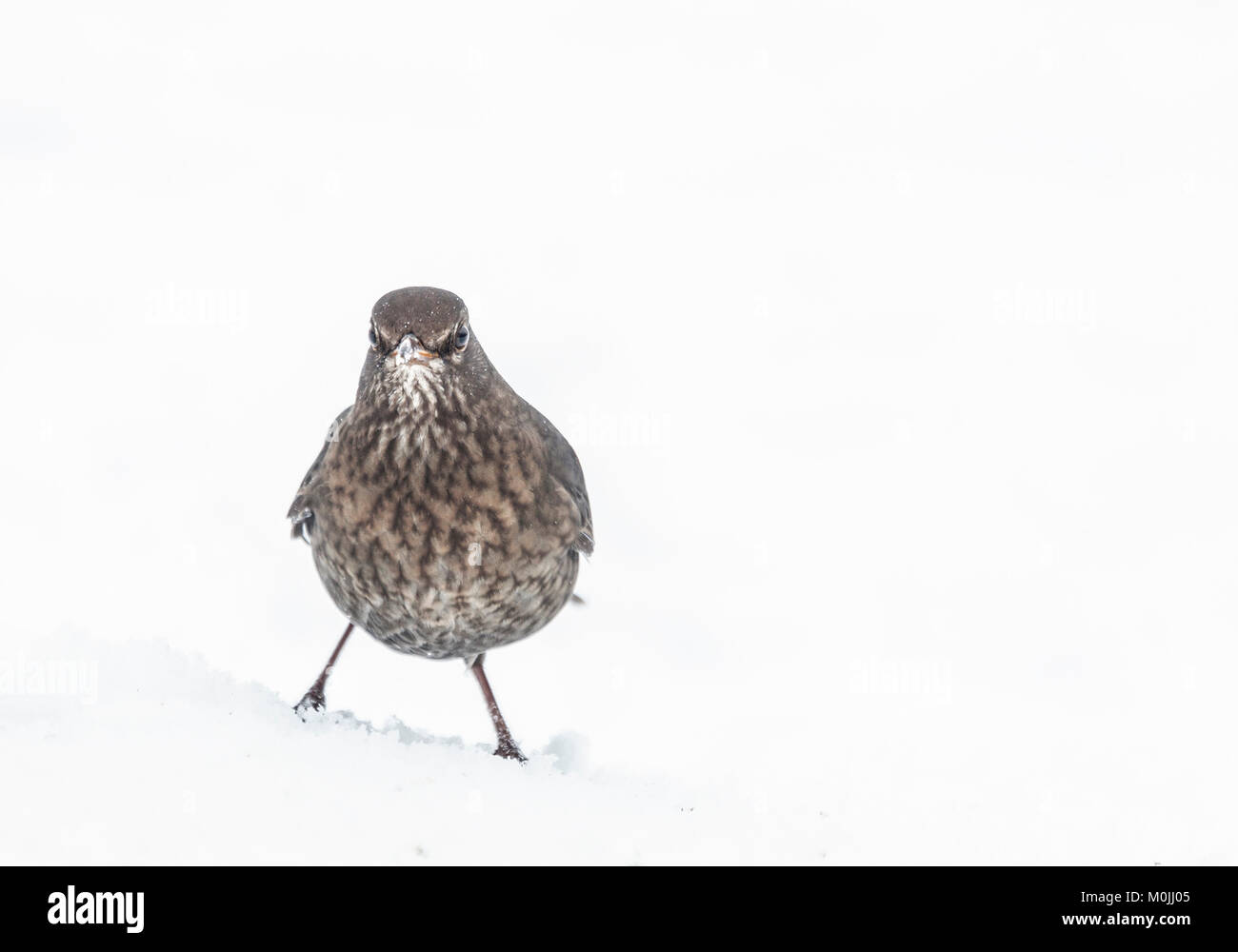 Une femme, Turdus merula Blackbird eurasien, debout dans la neige à la réserve RSPB Lochwinnoch, Ecosse, Royaume-Uni. Banque D'Images