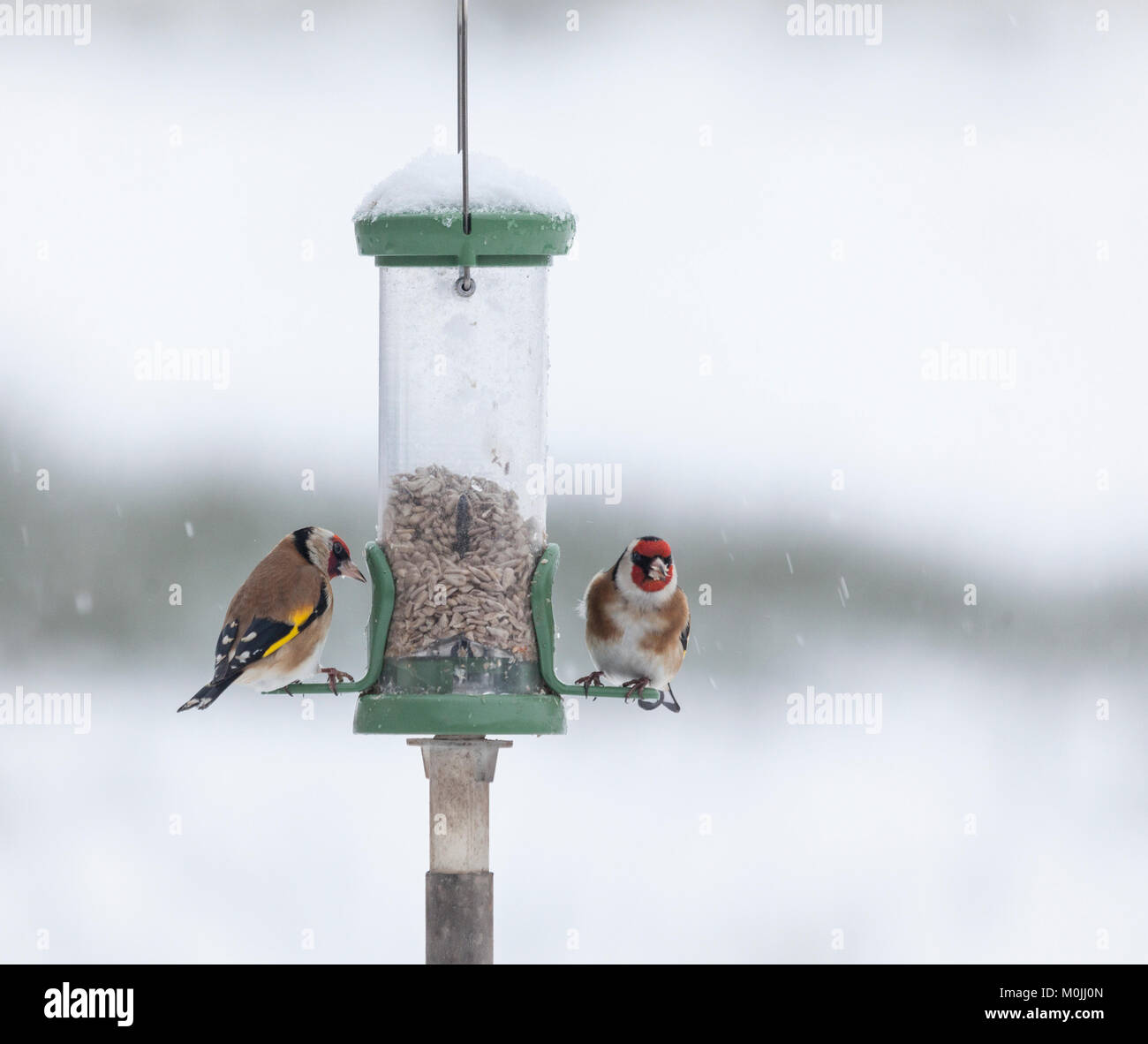 Deux chardonnerets, Carduelis carduelis, sur un chargeur rempli de coeurs de tournesol, au cours d'une averse de neige à la réserve RSPB Lochwinnoch, Ecosse, U Banque D'Images