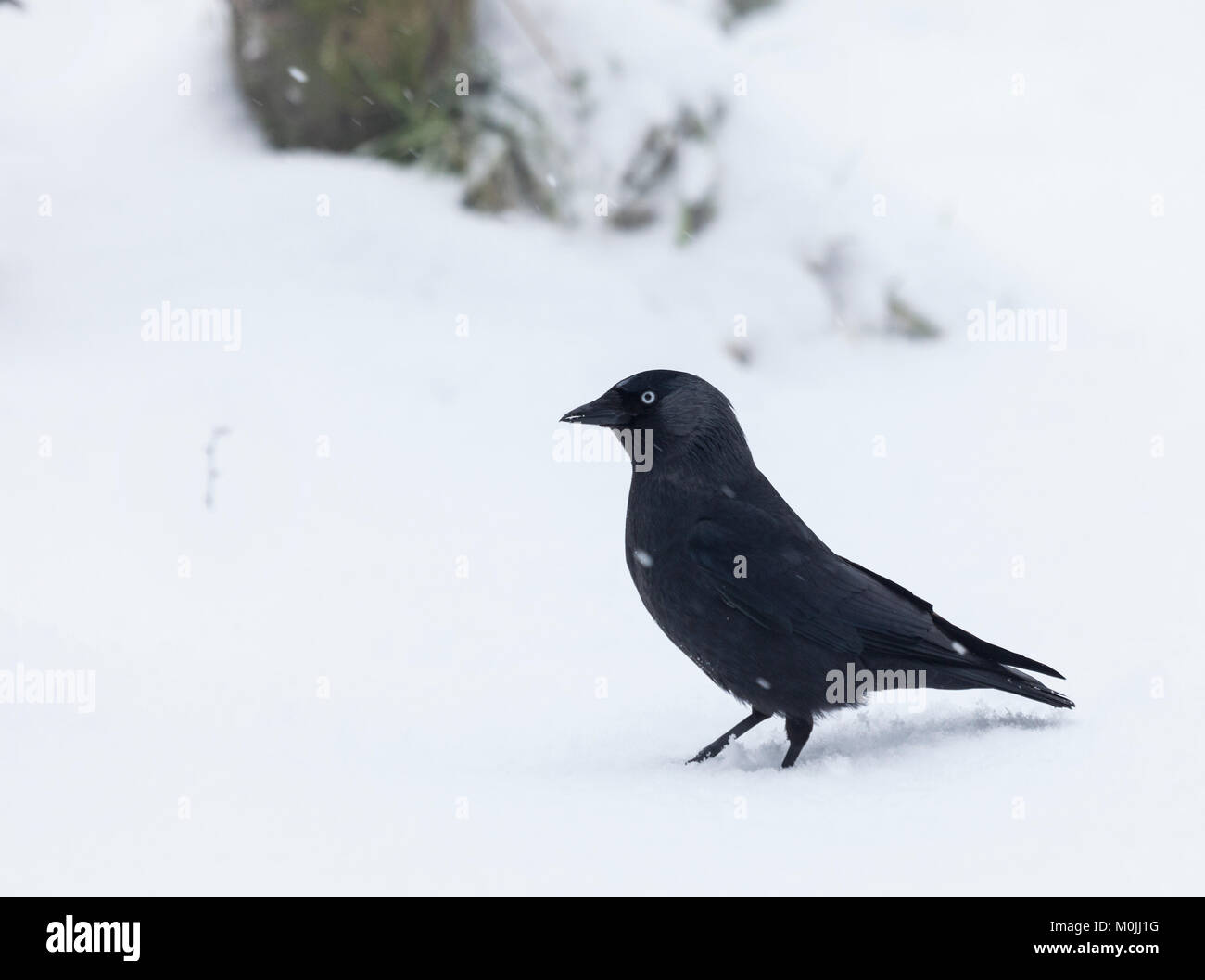 Western (Eurasie) choucas, Coloeus monedula fka (Corvus monedula), debout dans la neige alors qu'il neige à la réserve RSPB Lochwinnoch, Ecosse, Royaume-Uni. Banque D'Images