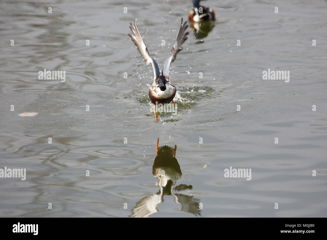 Le Canard souchet (Spatule clypeata) au Japon Banque D'Images