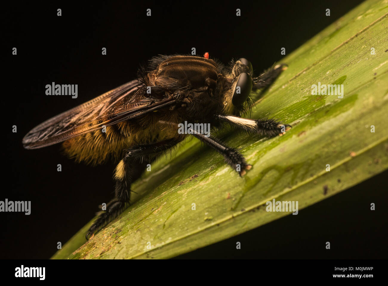 Un Mallophora robberfly dans le genre, également connu sous le nom de tueurs d'abeilles. Cette espèce imite les abeilles qui peuvent l'aider à chasser et protéger des prédateurs. Banque D'Images