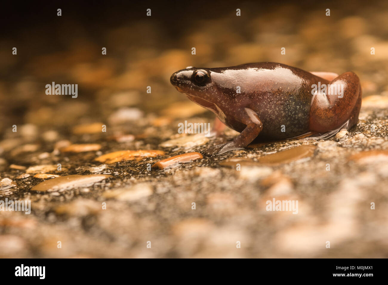 Un peu Chiasmocleis hudsoni très gras, une grenouille dans la famille des Microhylidae. Il a été actif pendant de fortes pluies dans le sud de la Colombie. Banque D'Images