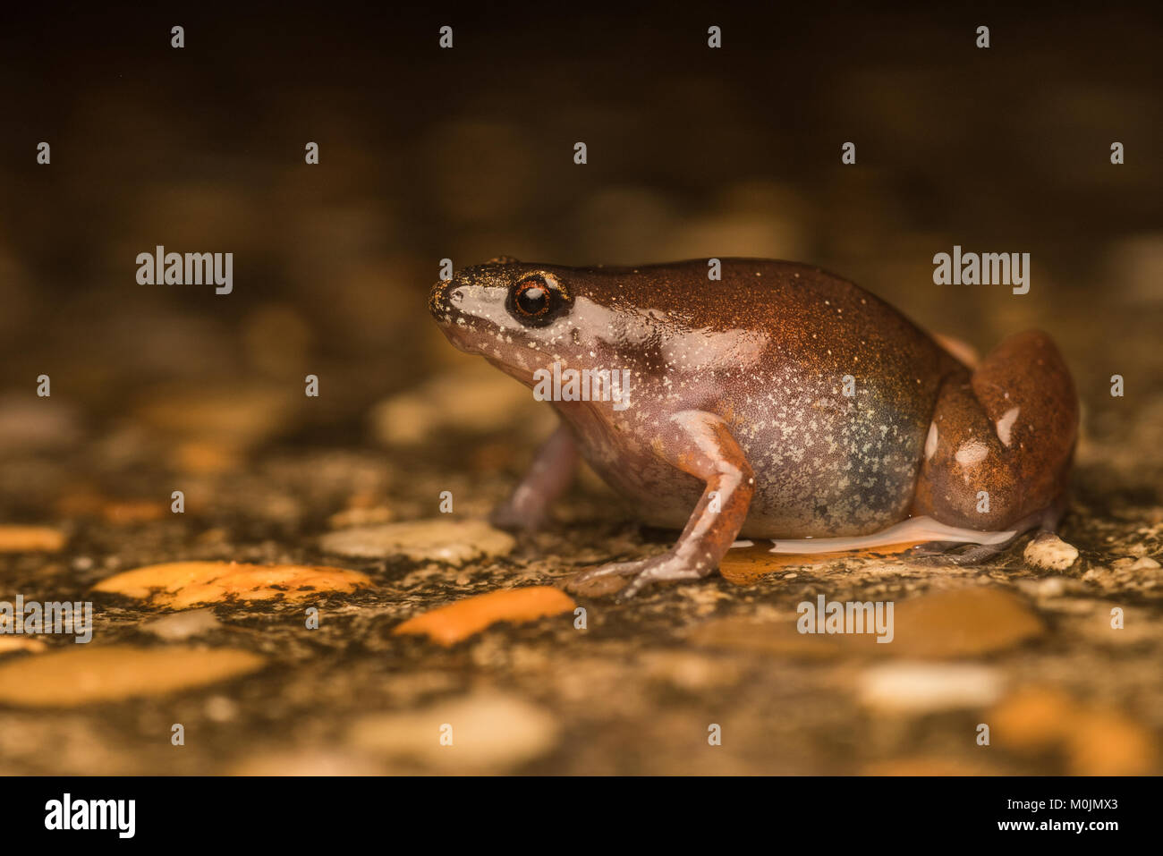 Un peu Chiasmocleis hudsoni très gras, une grenouille dans la famille des Microhylidae. Il a été actif pendant de fortes pluies dans le sud de la Colombie. Banque D'Images