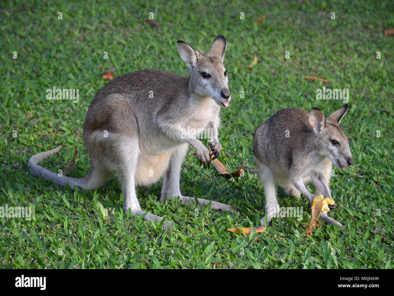 Les Wallabies agiles. Le nord de l'Australie. Megapodes de Gambie (pied géant) Banque D'Images