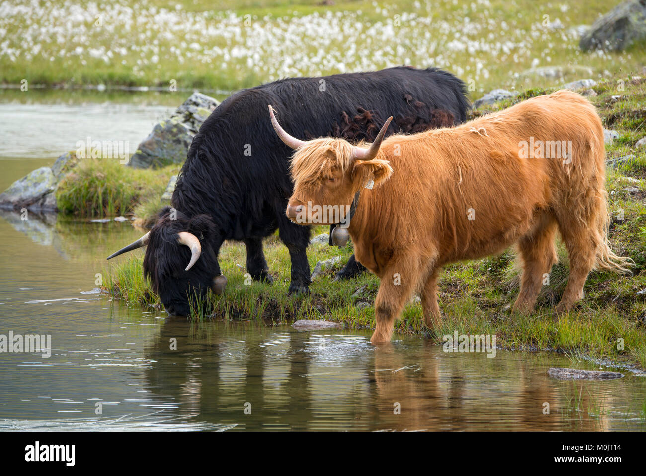 Scottish Highland cattle sur l'alpage, Scheidseen, Galtür, Tyrol, Autriche Banque D'Images