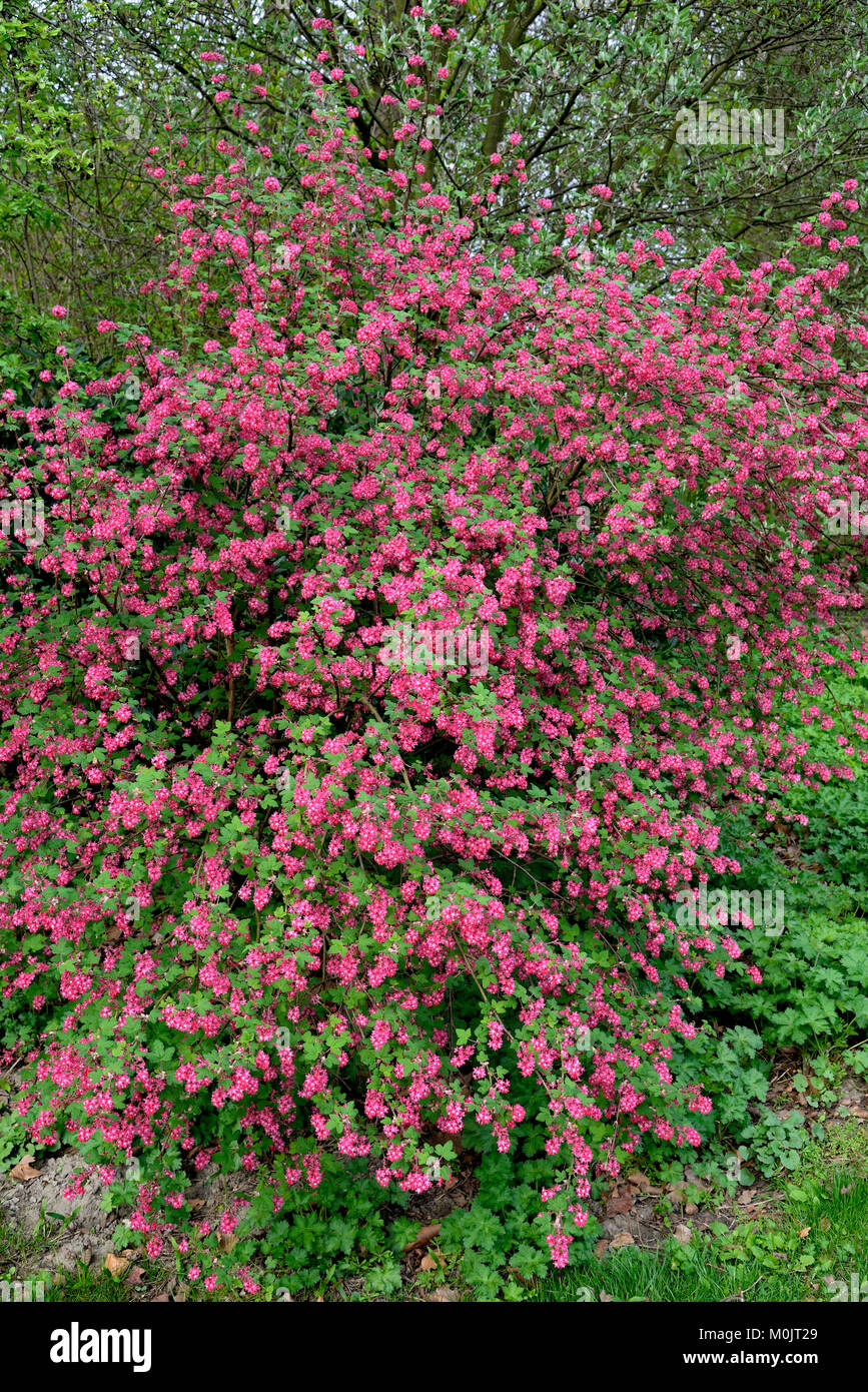 Groseillier à fleurs (Ribes sanguineum), , inflorescence, Rhénanie du Nord-Westphalie, Allemagne Banque D'Images