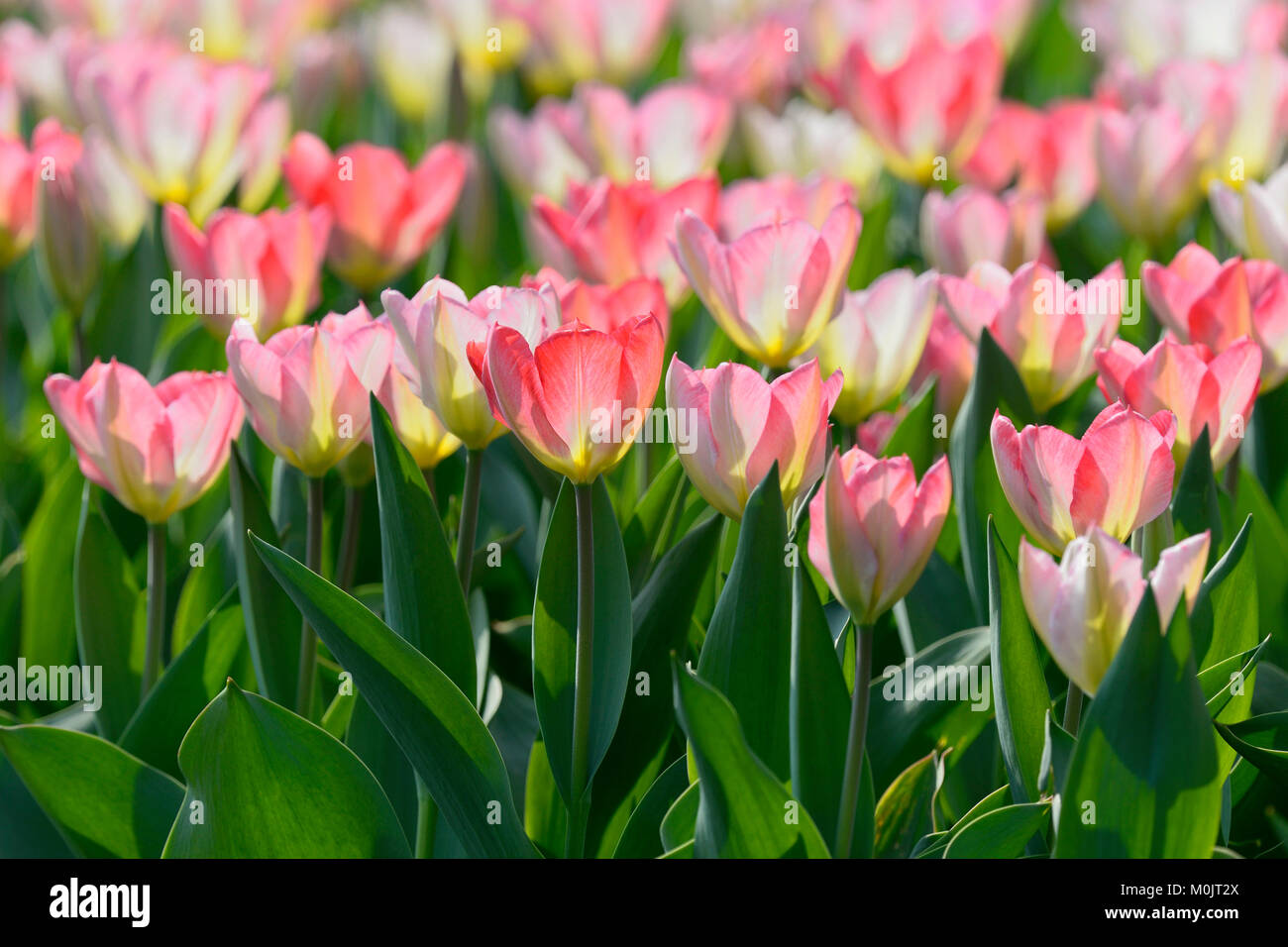 Les tulipes (Tulipa), la betterave avec des fleurs roses dans la lumière arrière, Rhénanie du Nord-Westphalie, Allemagne Banque D'Images