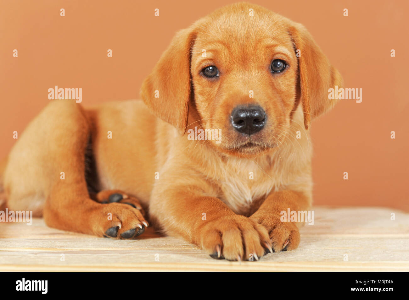 Labrador Retriever, jaune, chiot de 7 semaines Banque D'Images