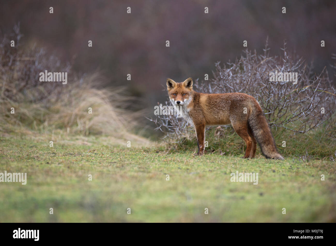 Le renard roux (Vulpes vulpes), Alkmar, Hollande du Nord, Pays-Bas Banque D'Images