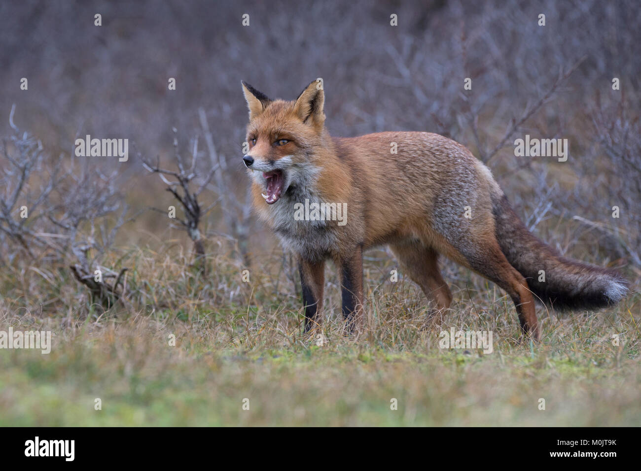 Le renard roux (Vulpes vulpes), le bâillement, Alkmar, Hollande du Nord, Pays-Bas Banque D'Images