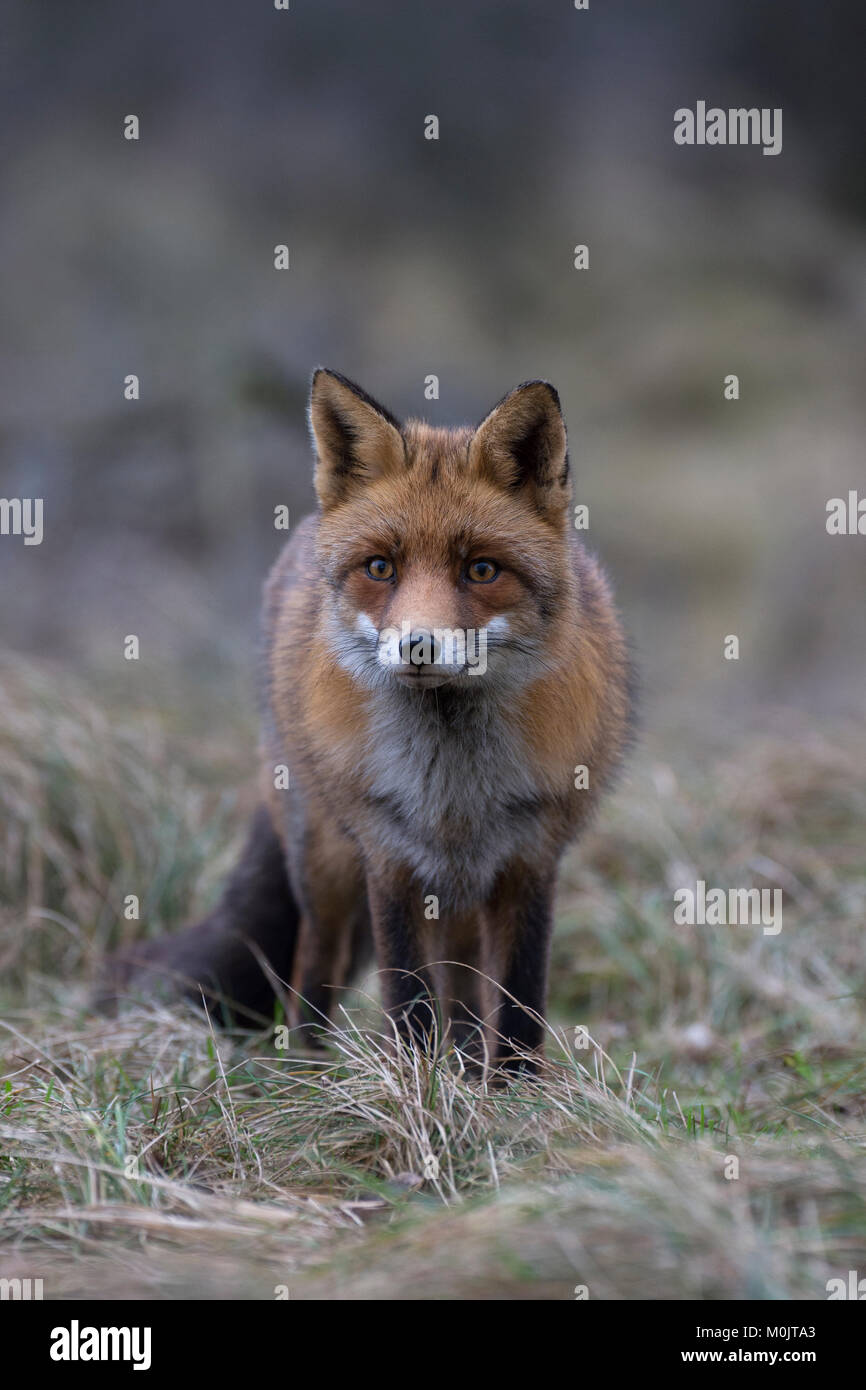 Le renard roux (Vulpes vulpes), Alkmar, Hollande du Nord, Pays-Bas Banque D'Images