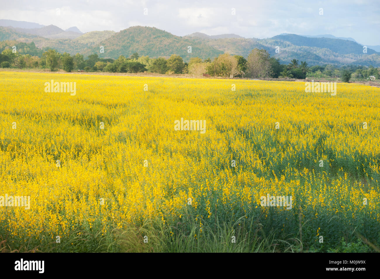 Paysage Magnifique Champ De Fleurs Jaunes Crotalaria Juncea