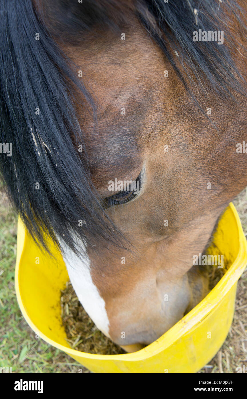 Bay horse eating nourrir à partir d'un godet jaune Banque D'Images