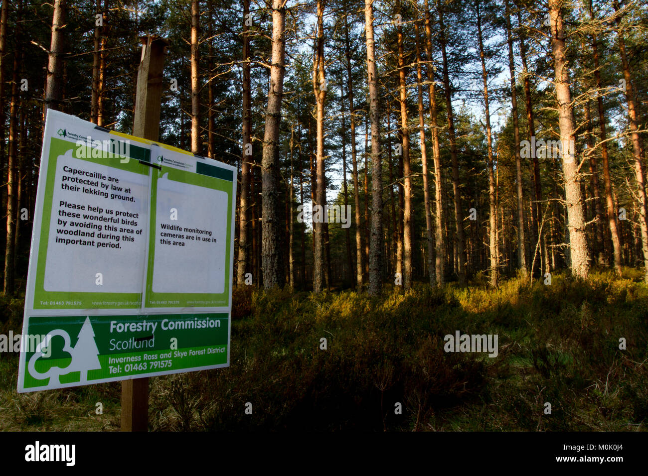 Inscrivez-vous conseiller d'éviter les visiteurs du territoire du Grand tétras dans les forêts écossaises Banque D'Images