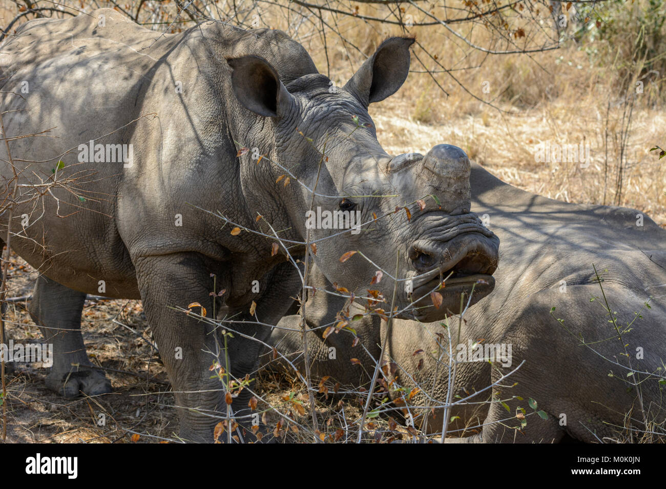 Deux jeunes hommes rhinocéros blanc ou square-lipped rhinoceros (Ceratotherium simum) se détendre à l'ombre d'un arbre dans le Parc National Kruger, Afrique du Sud Banque D'Images