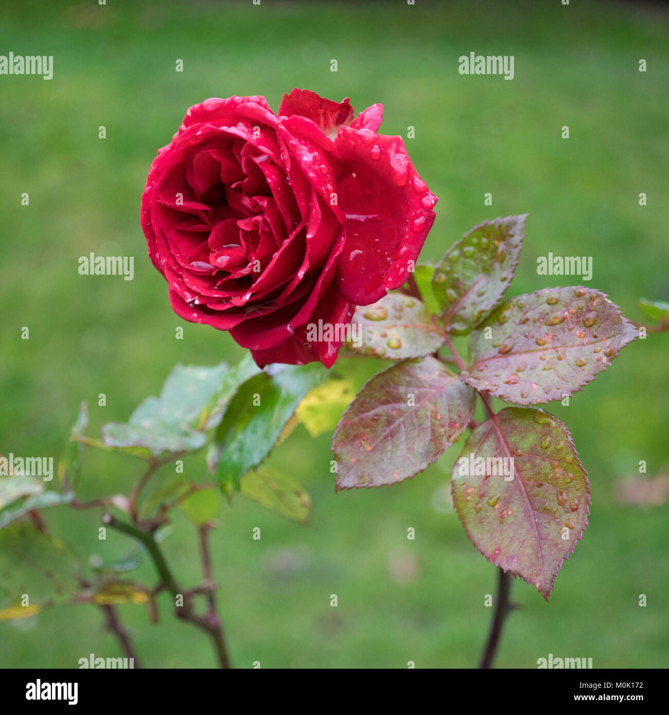 Floraison rose rouge d'hiver contre l'arrière-plan flou. Seule fleur juste après la pluie de pétales visibles. Banque D'Images
