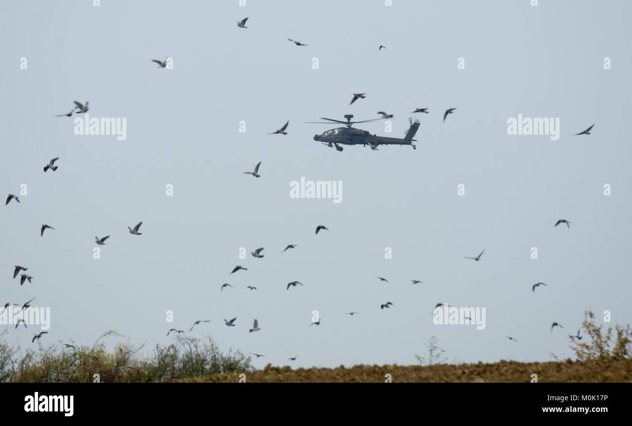 L'armée britannique l'hélicoptère d'attaque Apache Longbow et troupeau de pigeons (Columba palumbus) Banque D'Images