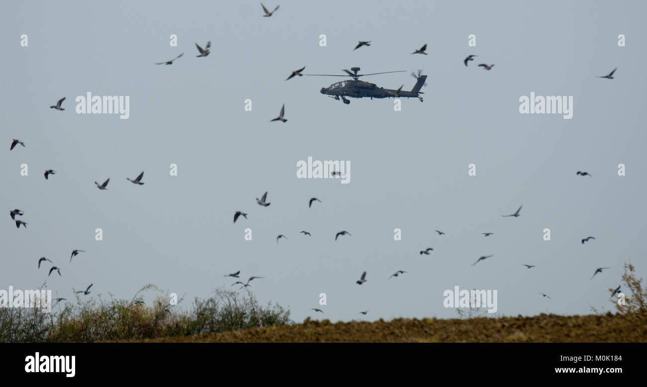 L'armée britannique l'hélicoptère d'attaque Apache Longbow et troupeau de pigeons (Columba palumbus) Banque D'Images