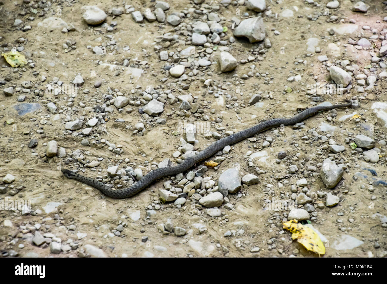 Viper est ordinaire. Serpent sur la route. Le serpent rampe sur le sol avec des pierres. Banque D'Images