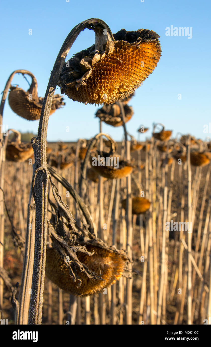 Les têtes de graine de tournesol sur les mis de côté Banque D'Images