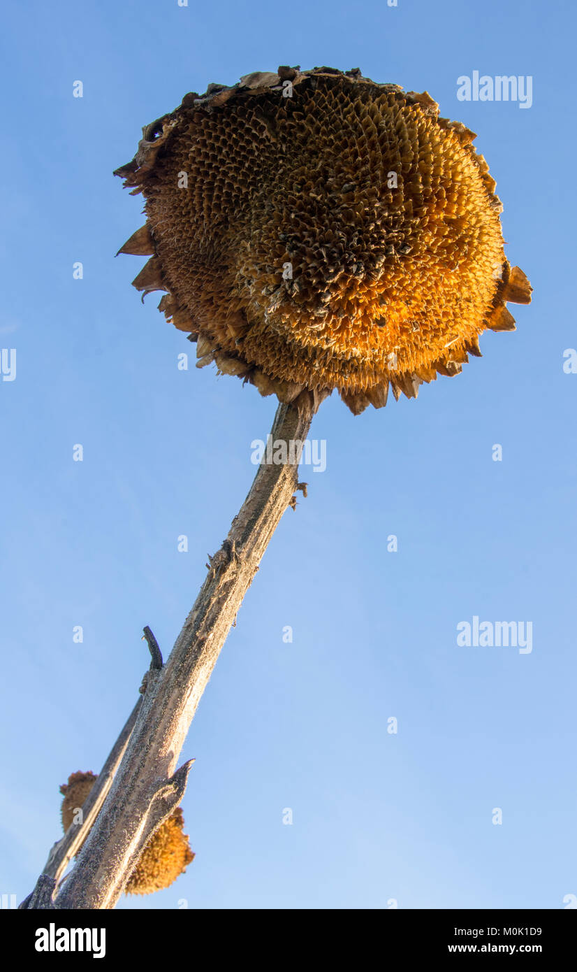 Les têtes de graine de tournesol sur les mis de côté Banque D'Images