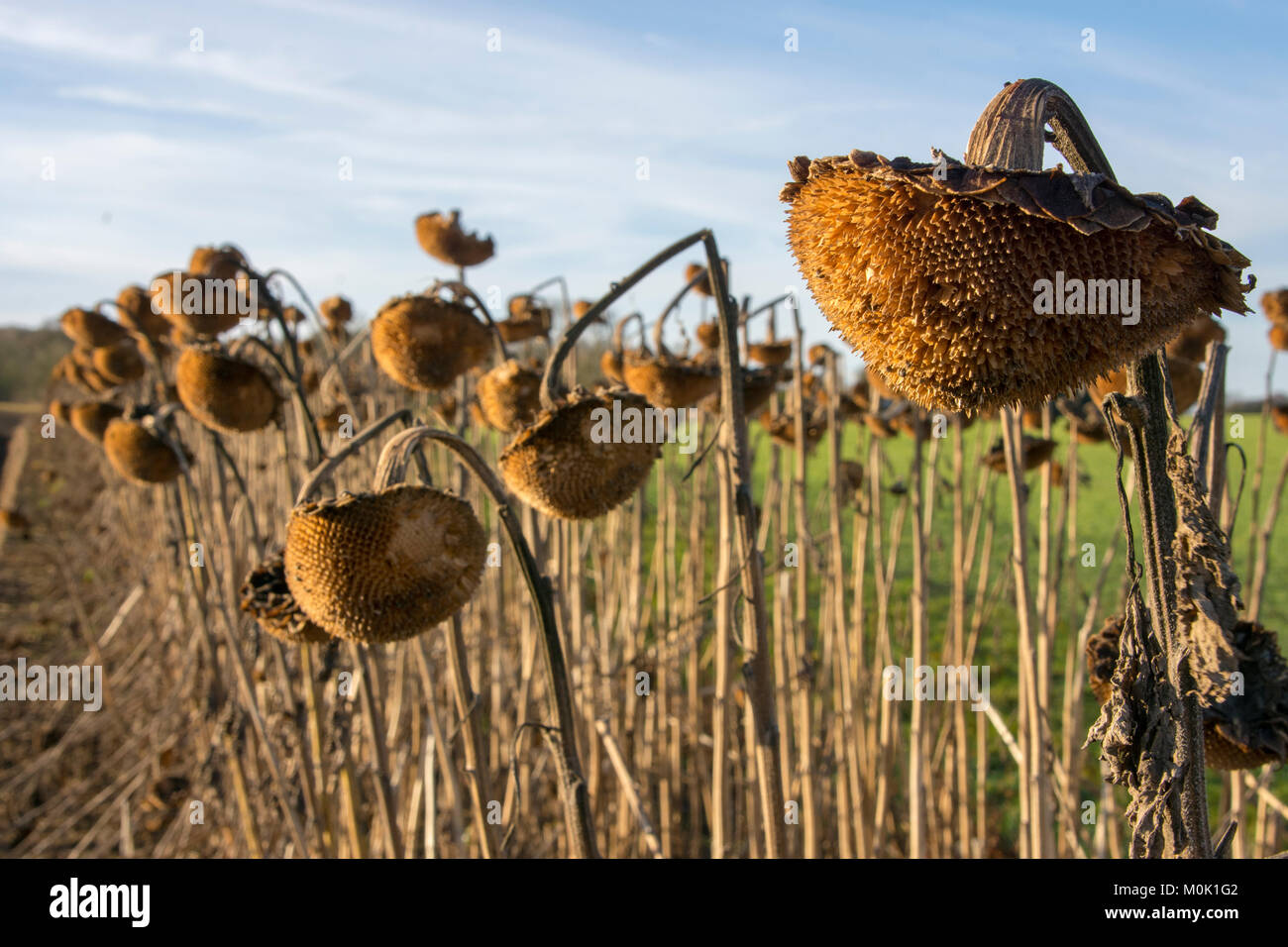 Les têtes de graine de tournesol sur les mis de côté Banque D'Images