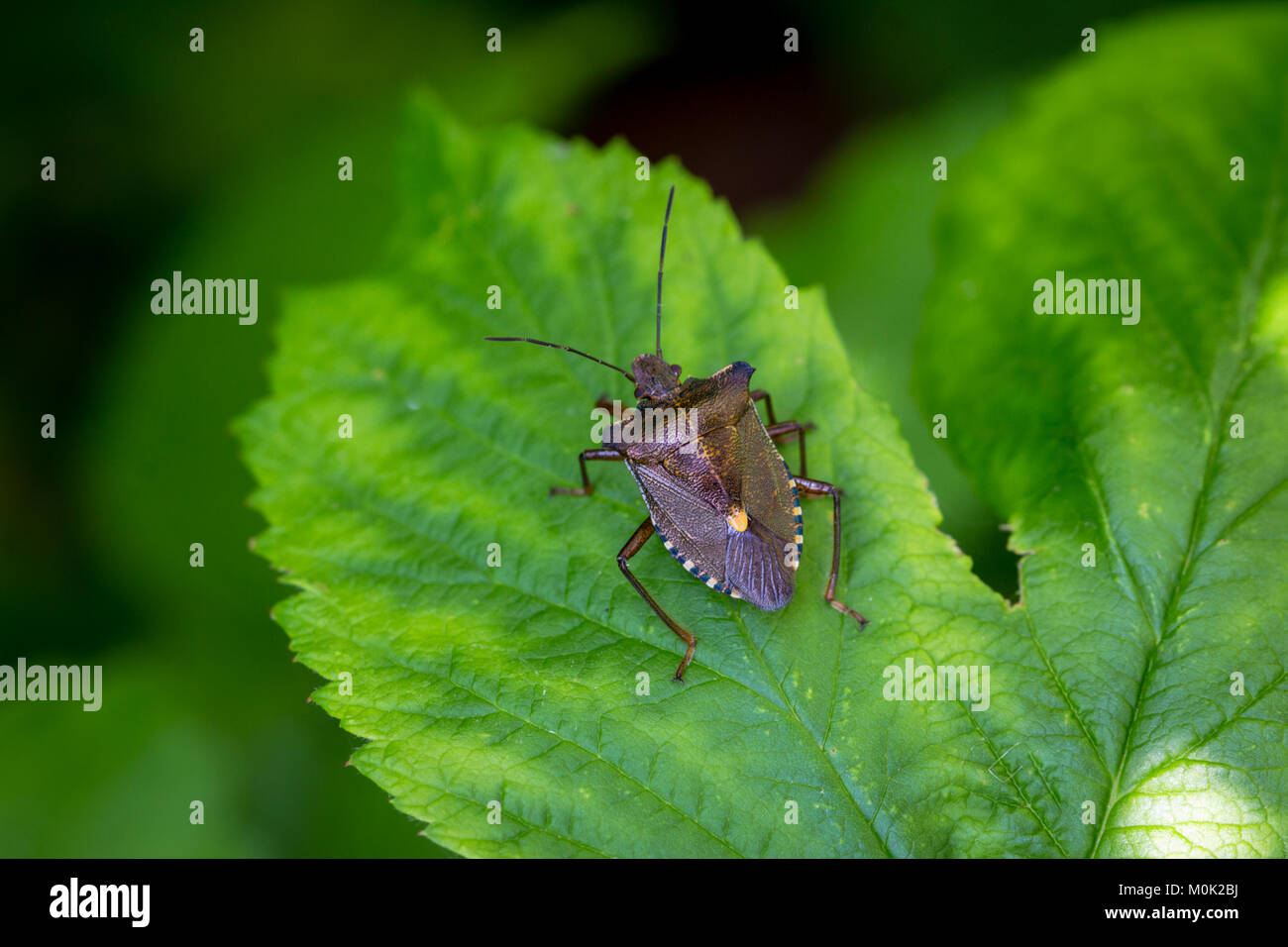 Une forêt Bug ou Red-Legged Shieldbug (Pentatoma rufipes) Banque D'Images