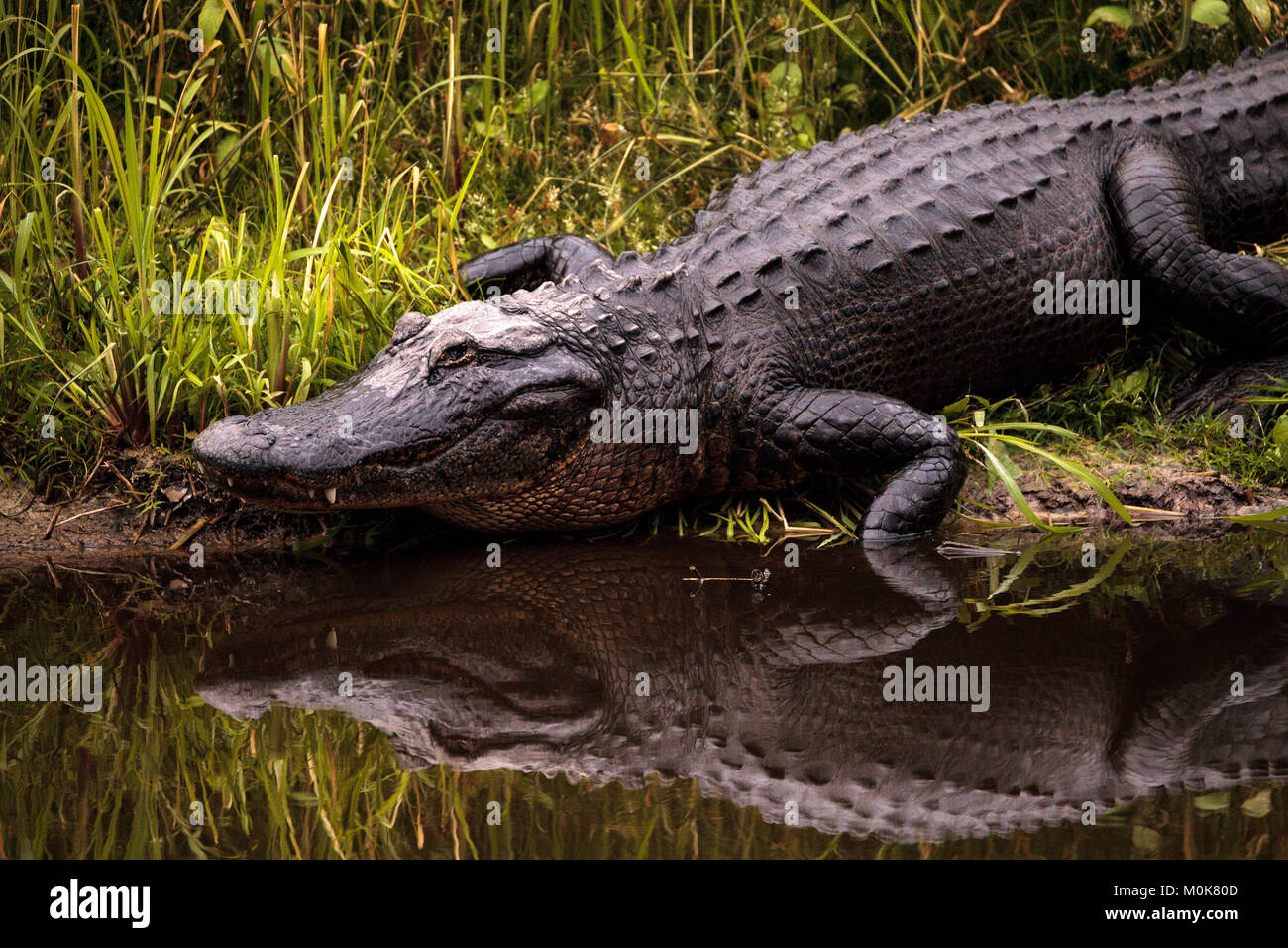 Grand Alligator mississippiensis Alligator menaçant dans les zones