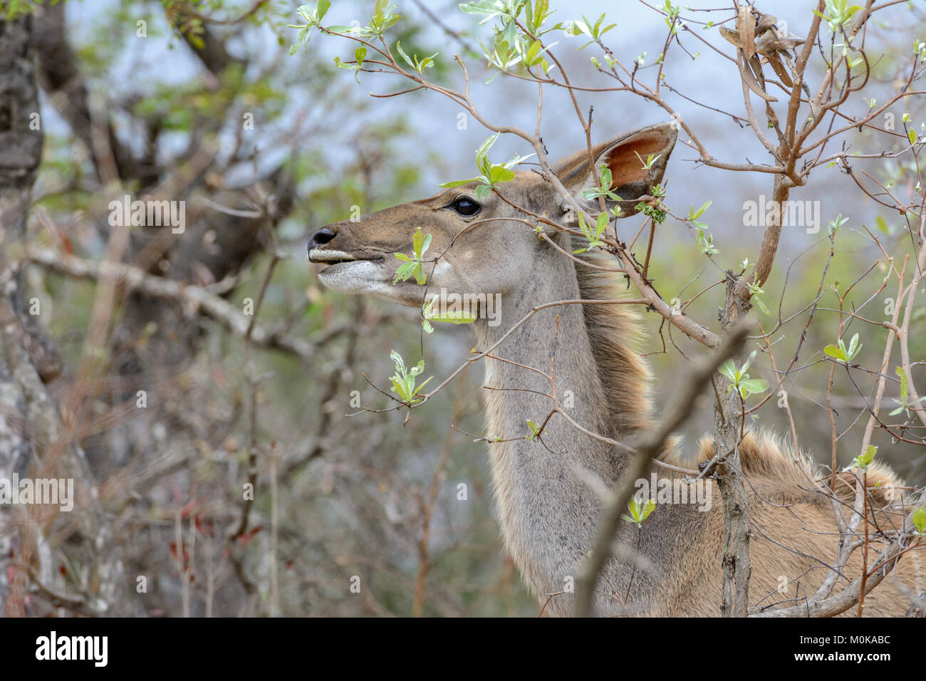 Portrait d'une femelle koudou (Tragelaphus strepsiceros) dans le parc national Kruger, Afrique du Sud Banque D'Images