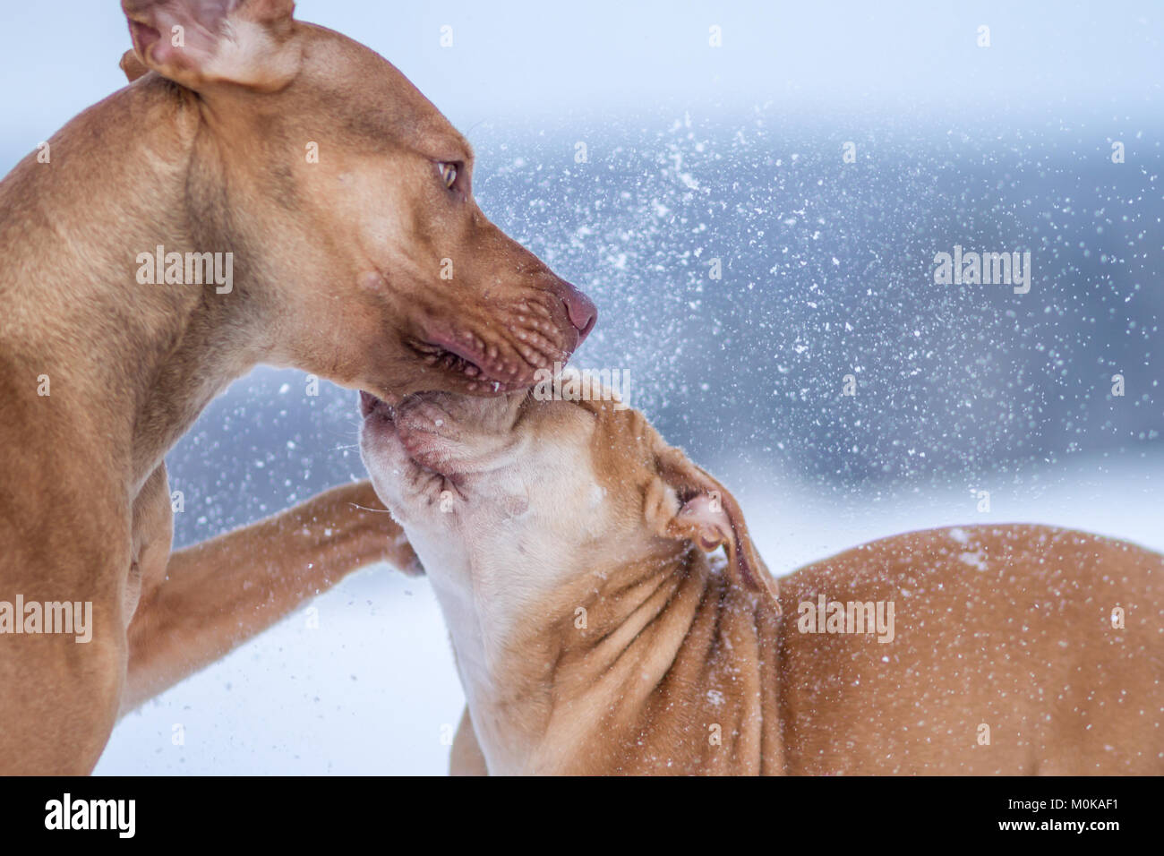 Fosse de travail dans la neige Bulldogs Banque D'Images