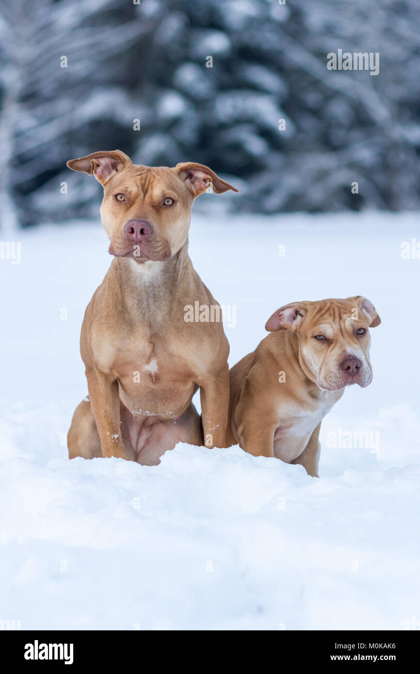 Fosse de travail dans la neige Bulldogs Banque D'Images