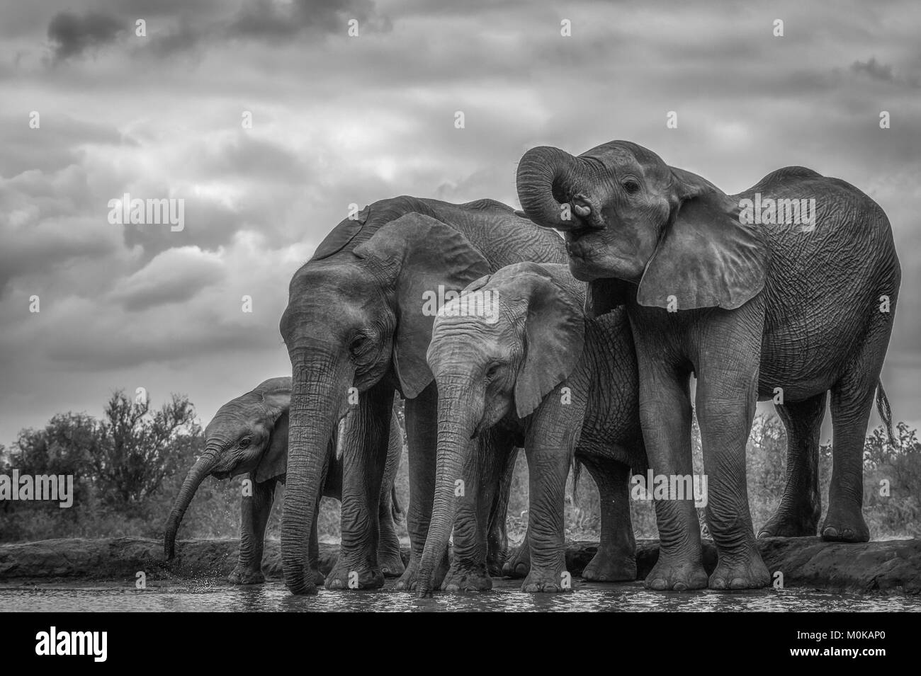 Bush de l'Afrique de l'éléphant (Loxodonta africana) Comité permanent par l'eau ; l'Ethiopie Banque D'Images