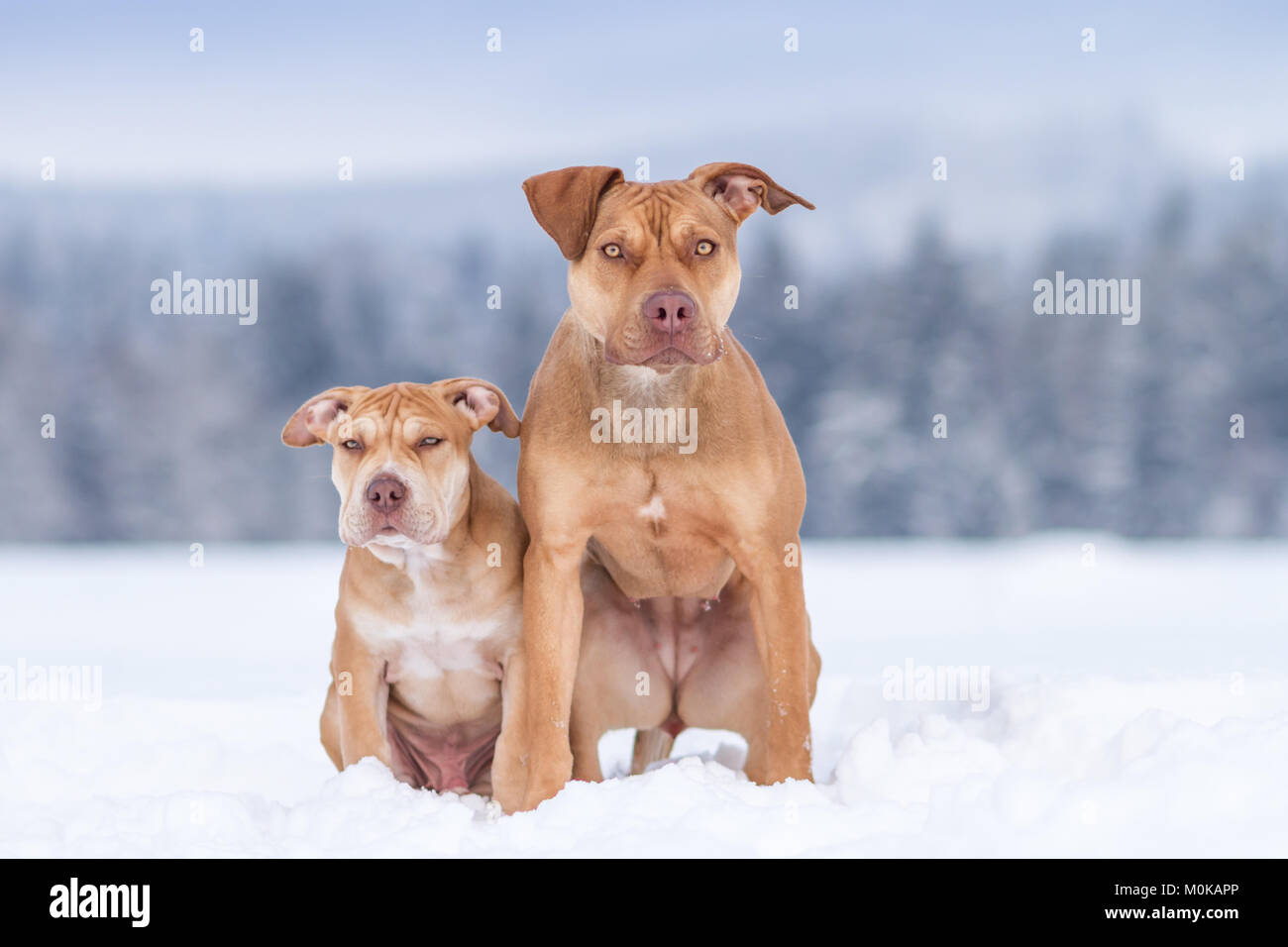 Fosse de travail dans la neige Bulldogs Banque D'Images