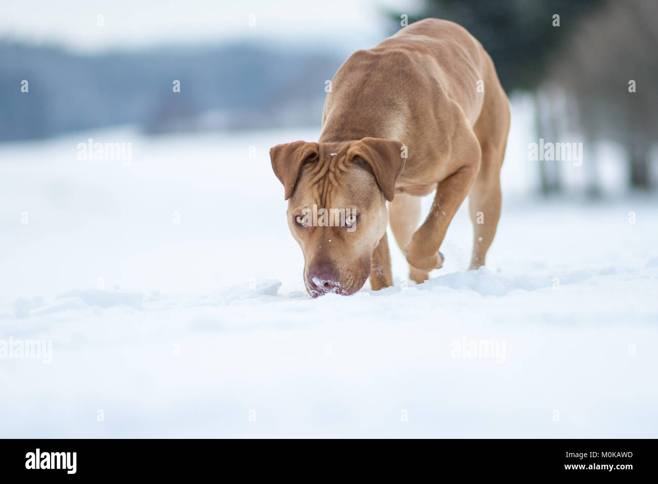 Fosse de travail et renifle marche Bulldog dans la neige Banque D'Images