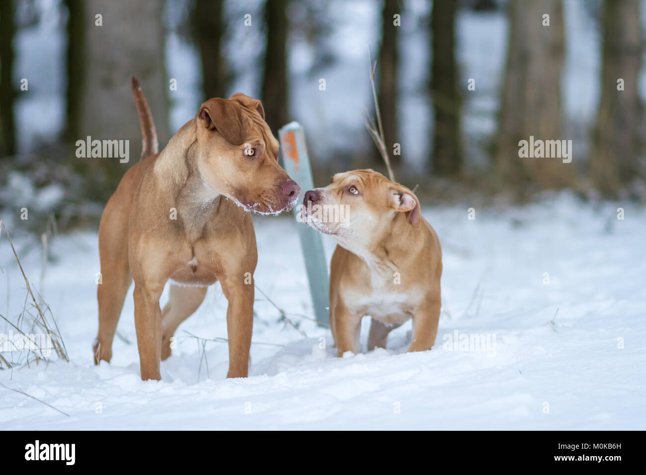 Fosse de travail dans la neige Bulldogs Banque D'Images