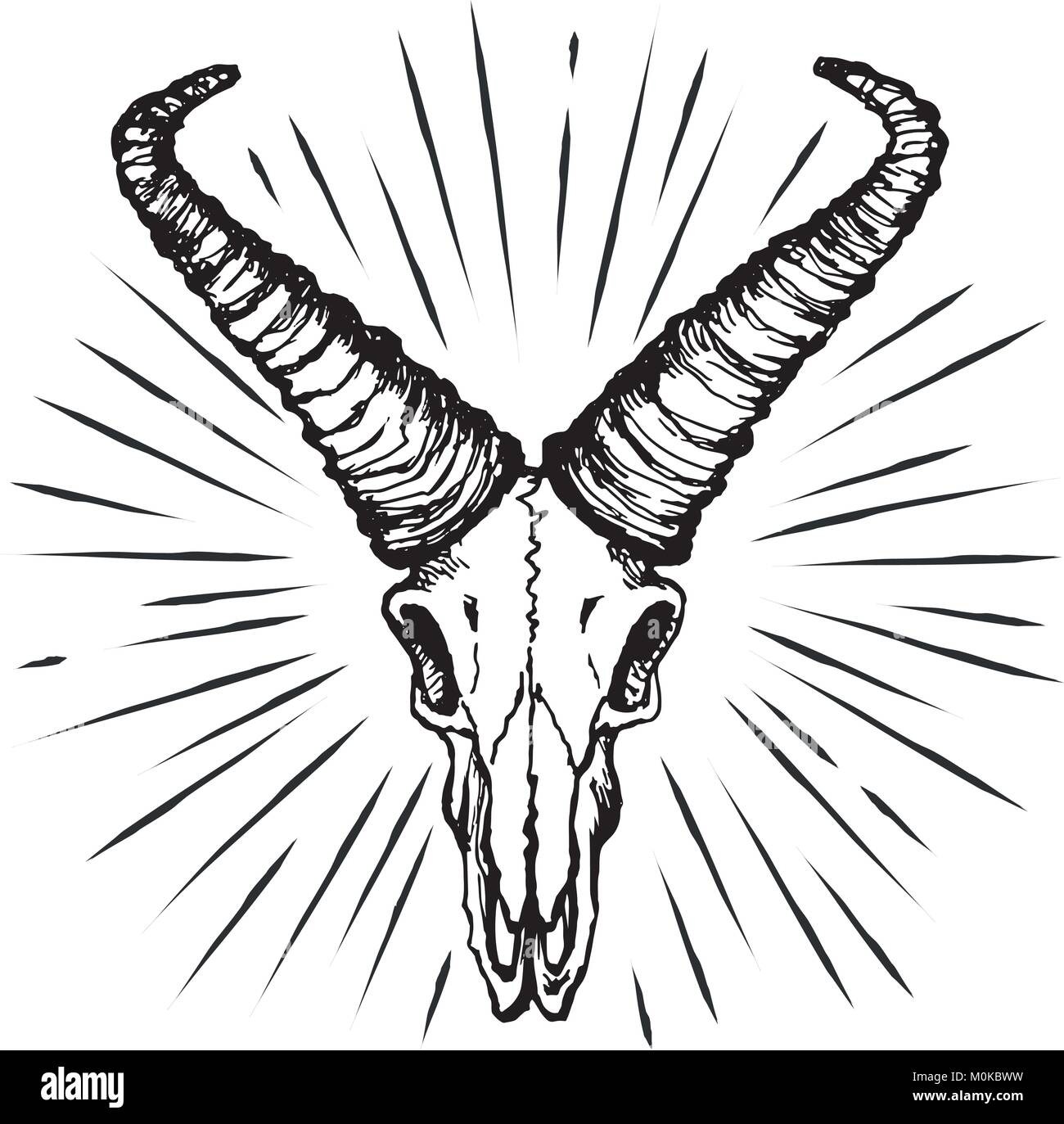 Crâne d'une chèvre Illustration de Vecteur