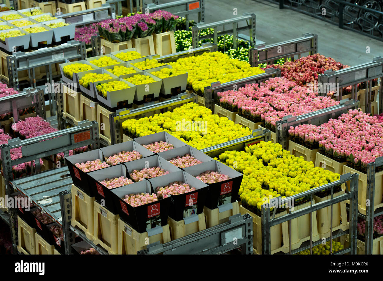 Aalsmeer Flower Market Banque d'image et photos Alamy