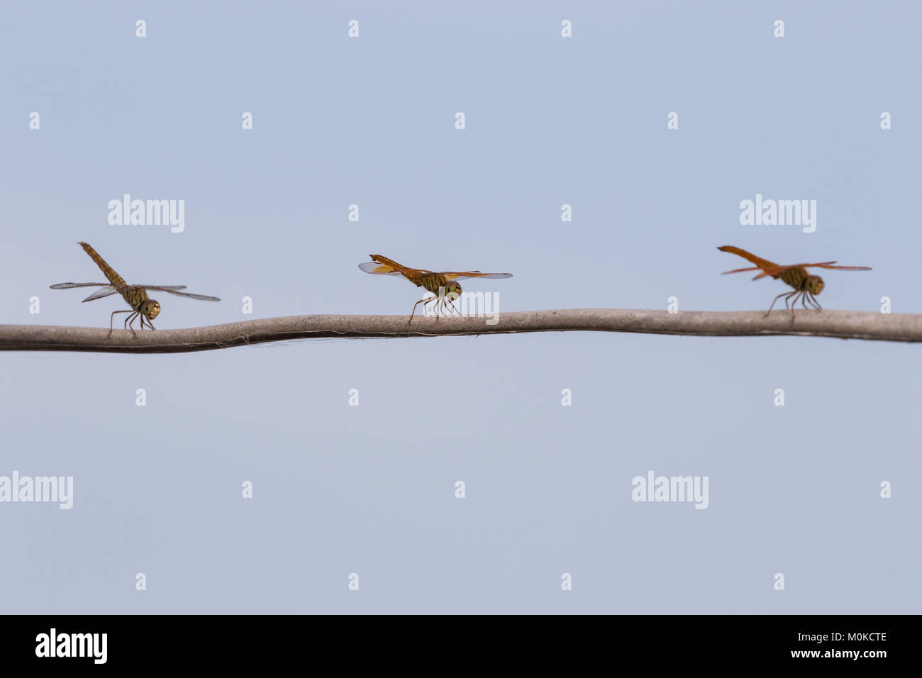 Trois libellules reposant sur une branche d'arbre, Tonle Sap, Siem Reap, Cambodge Banque D'Images