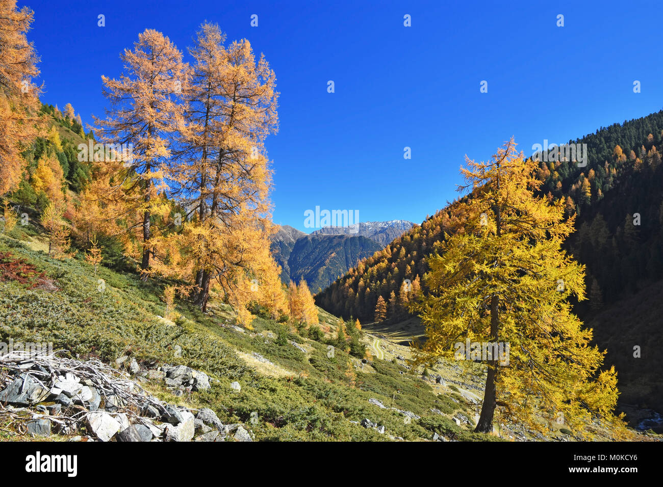 Forêt d'automne colorés lors d'une journée ensoleillée dans les Alpes du Tyrol, Autriche Banque D'Images